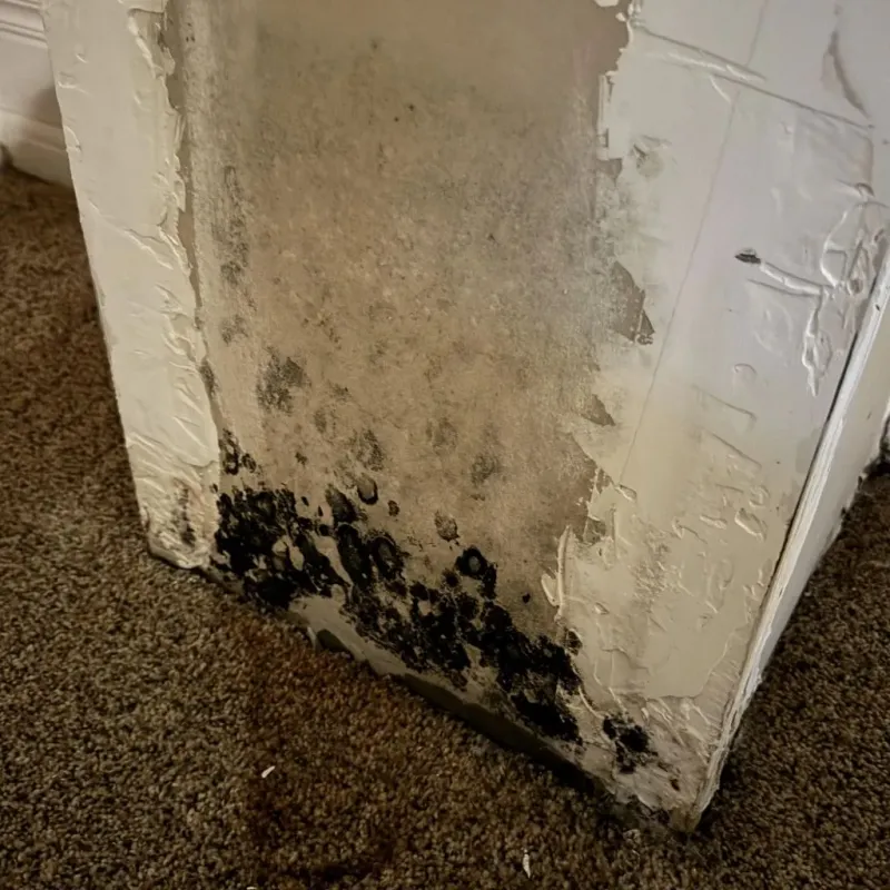 Professional Mold Removal in San Ramon, CA